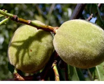 Almendra dulce