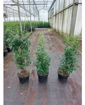 Laurel cerezo portugués