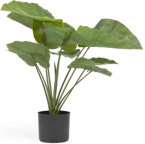 Alocasia, Planta artificial, negra, H57x63x63 cm
