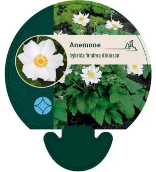 Anémona de otoño