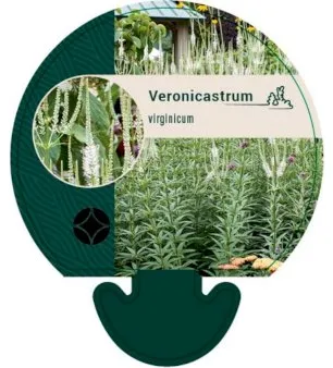 Verónica de Virginia