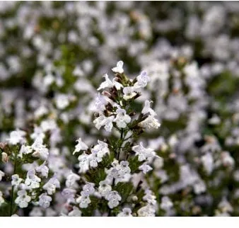 Menta de montaña