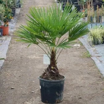 Palma de cáñamo